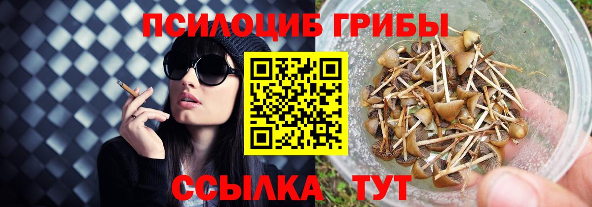 Ишимбай  Псилоцибиновые грибы Psilocybine cubensis  Вход с VPN  Галлюциногенные грибы мицелий 